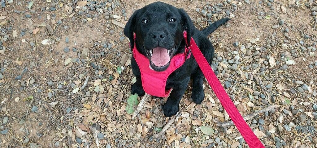 Happy black Labrador puppy sitting outdoors in a red harness during training