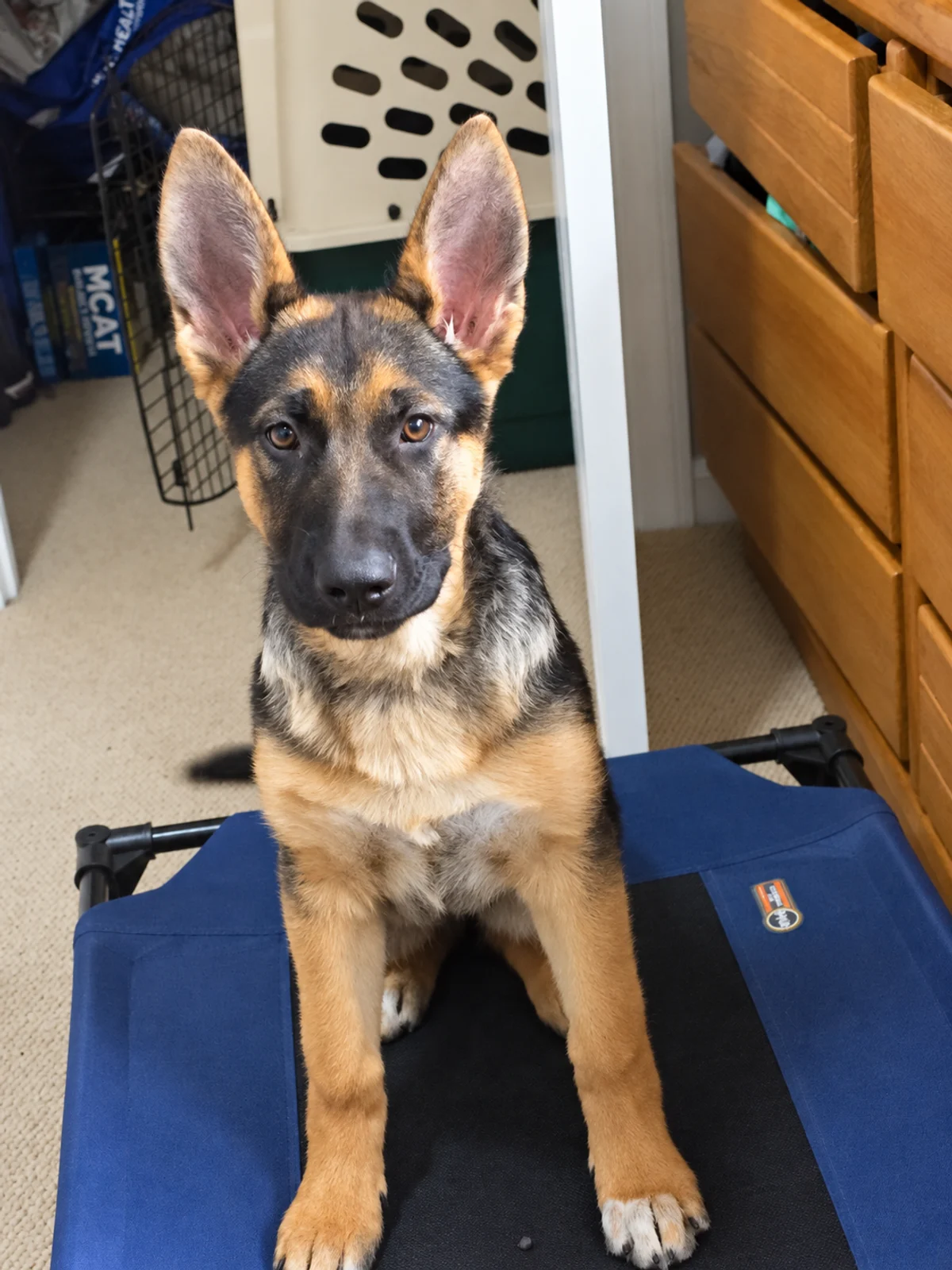 German Shepherd puppy practicing settling on a raised place cot at home