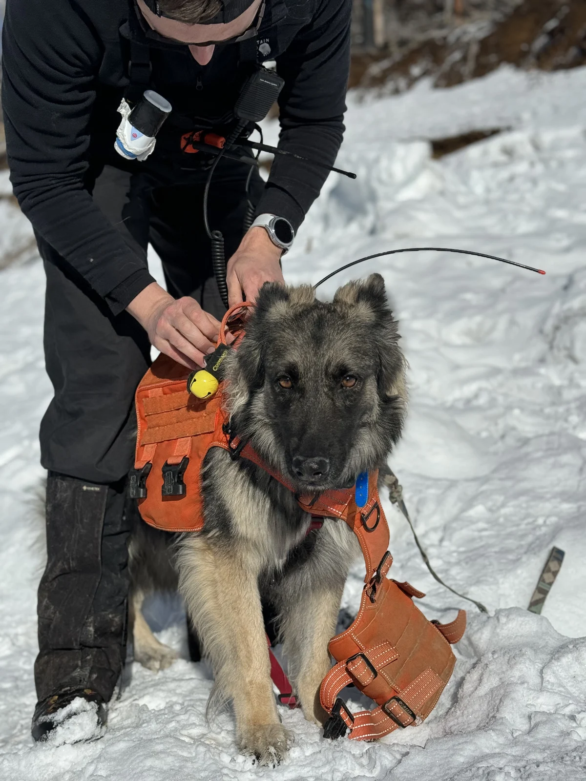 Mitchell preparing a search-and-rescue dog in an orange working harness in the snow