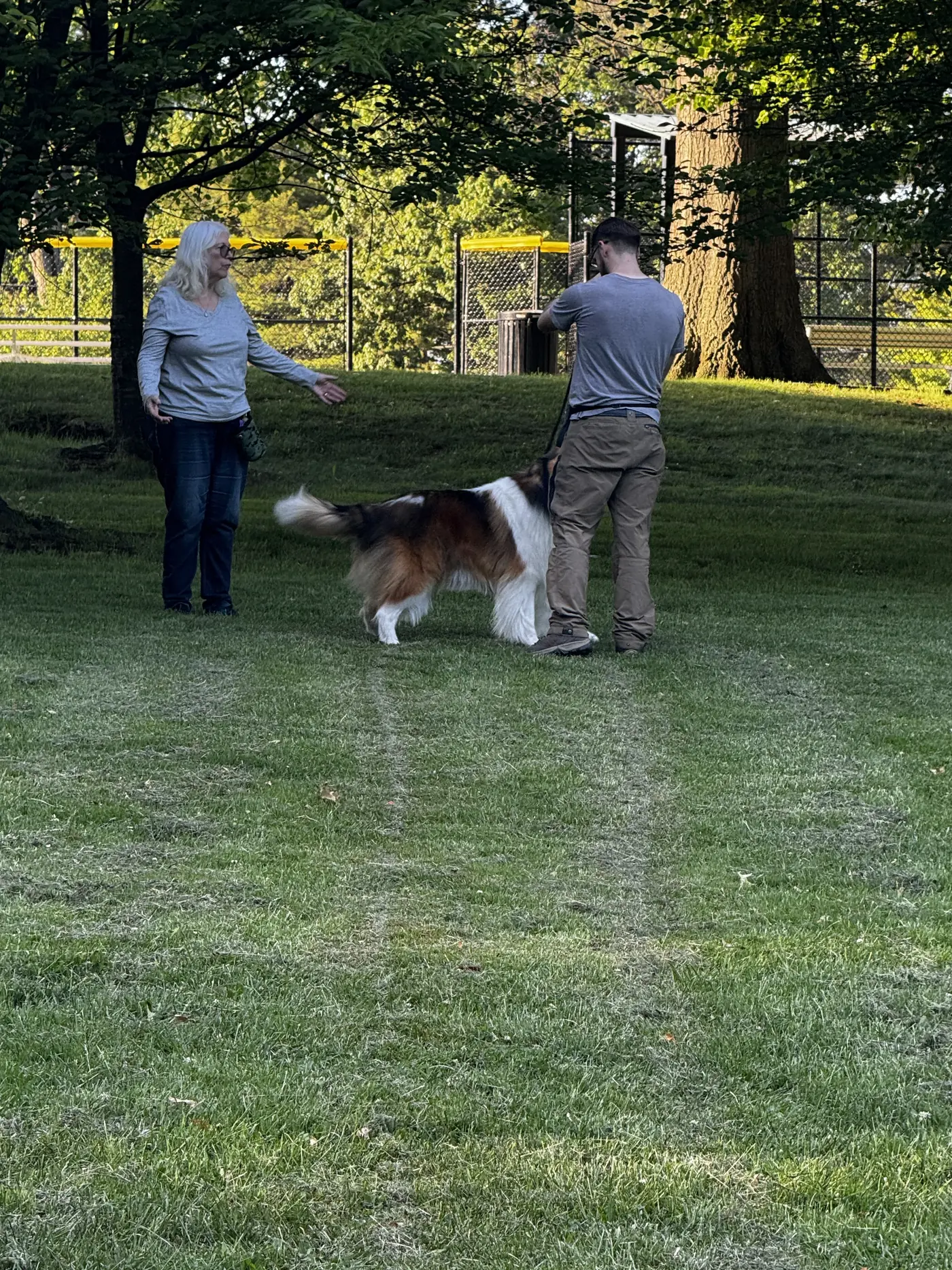 Focus and Heeling dog training class