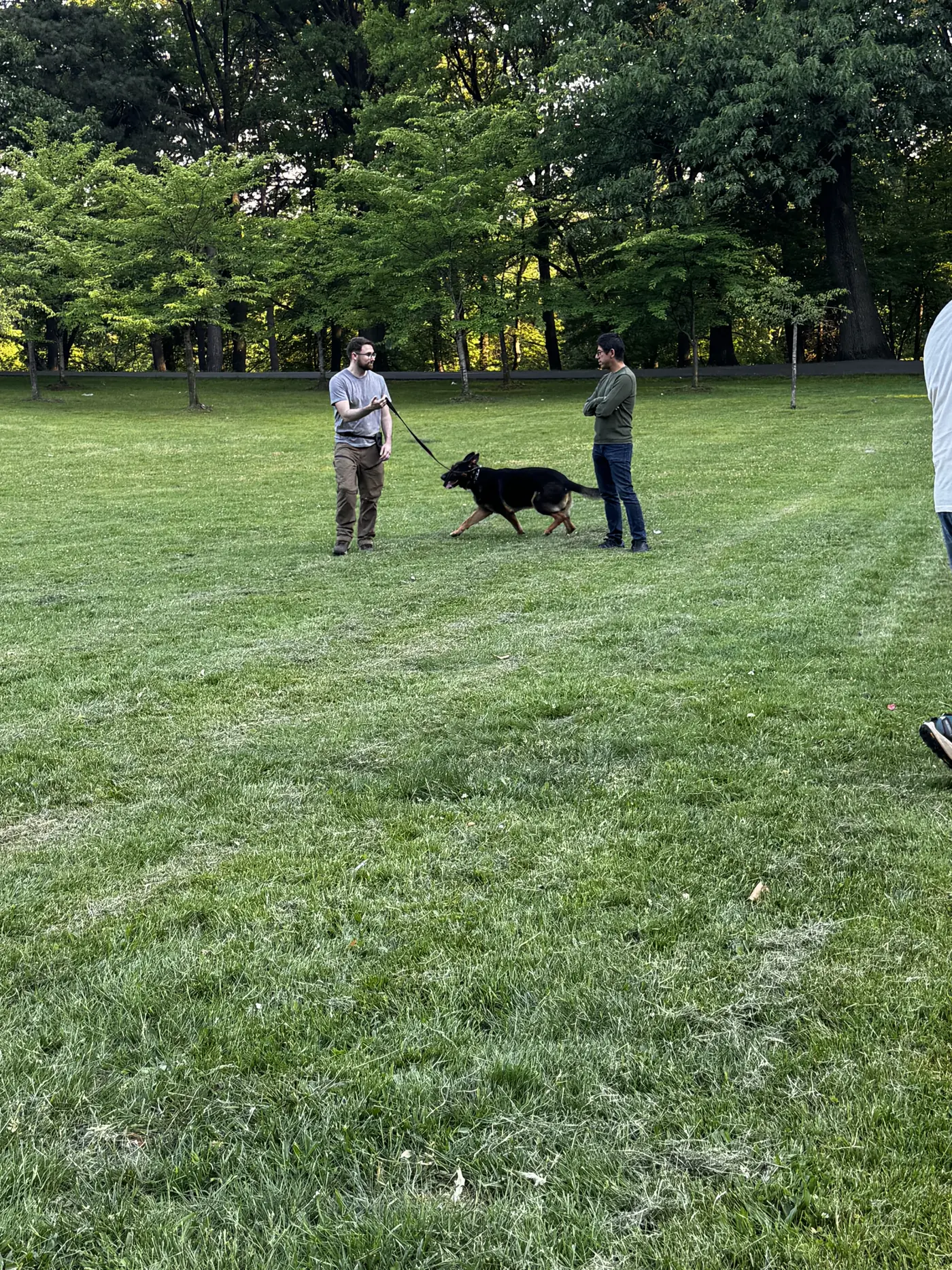 Dog practicing leash focus during private coaching in Belleville Park