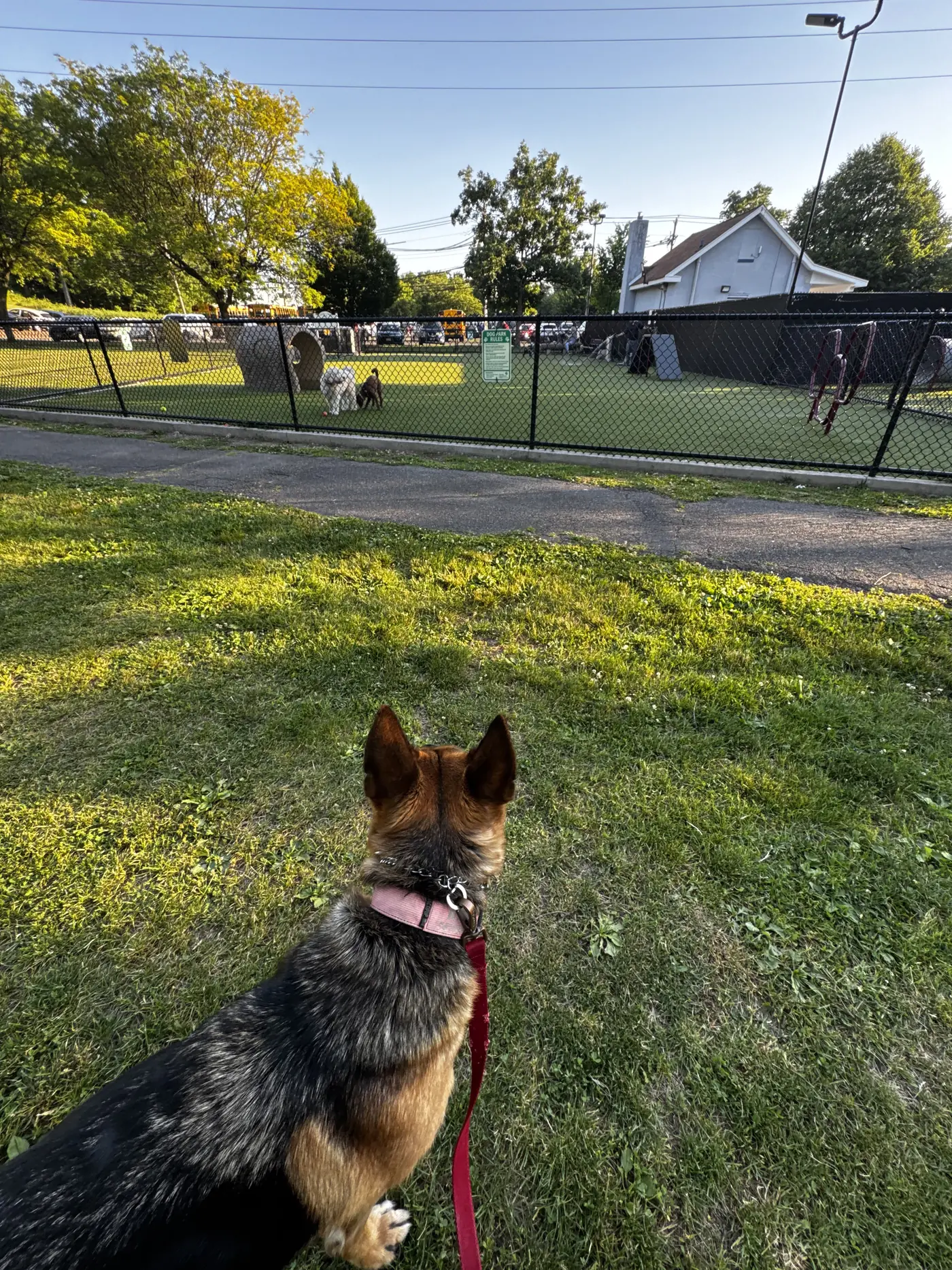 Recall dog training class
