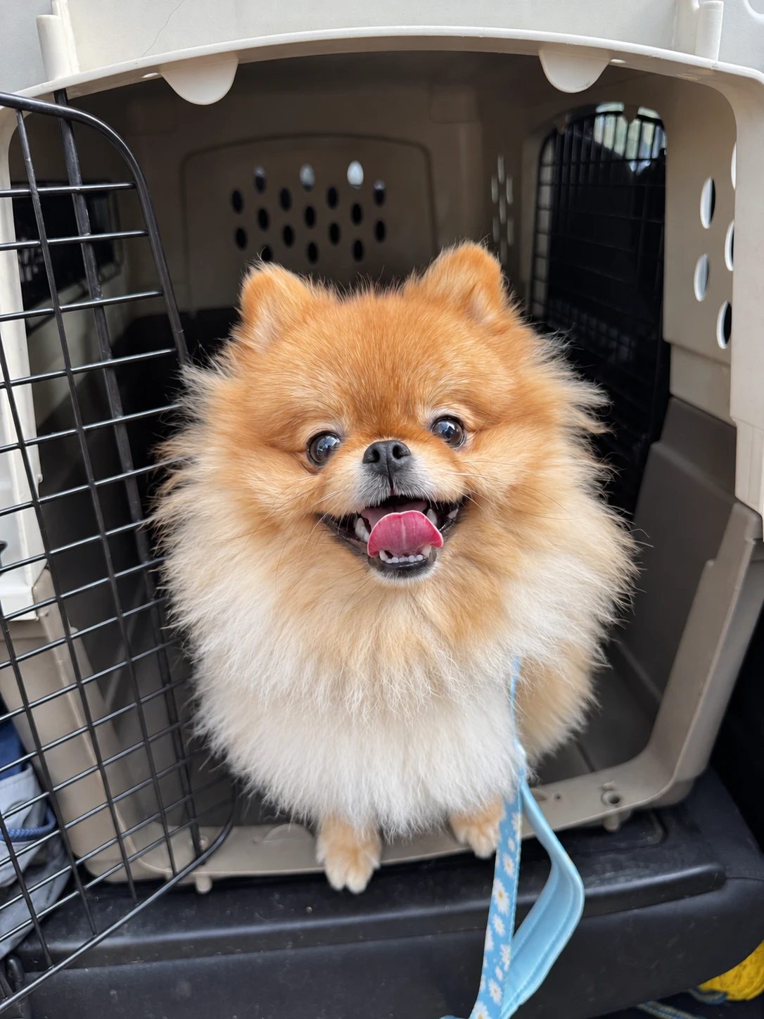 Daisy smiling at the open door of her travel crate