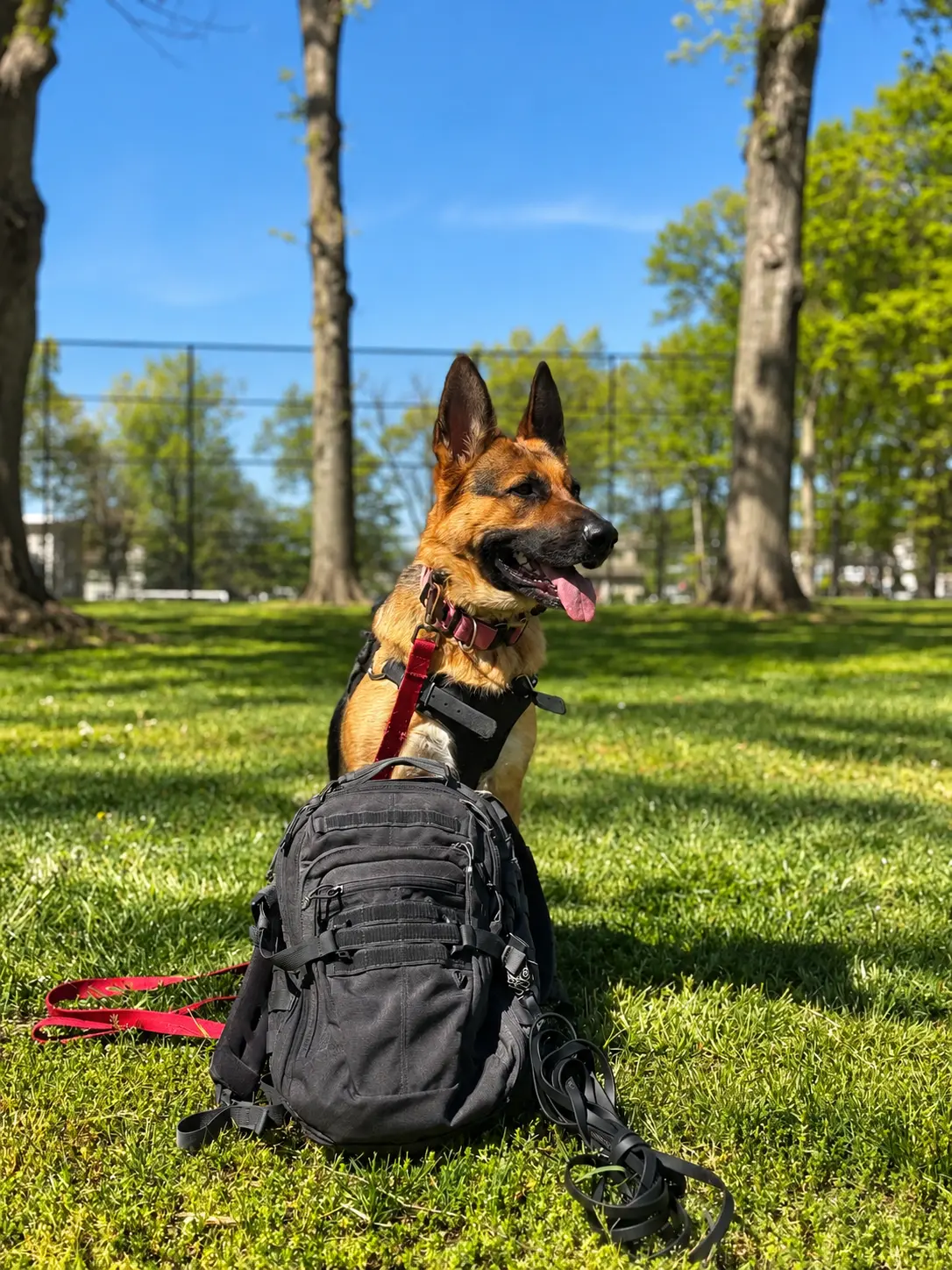German Shepherd sitting beside training gear in a sunny park