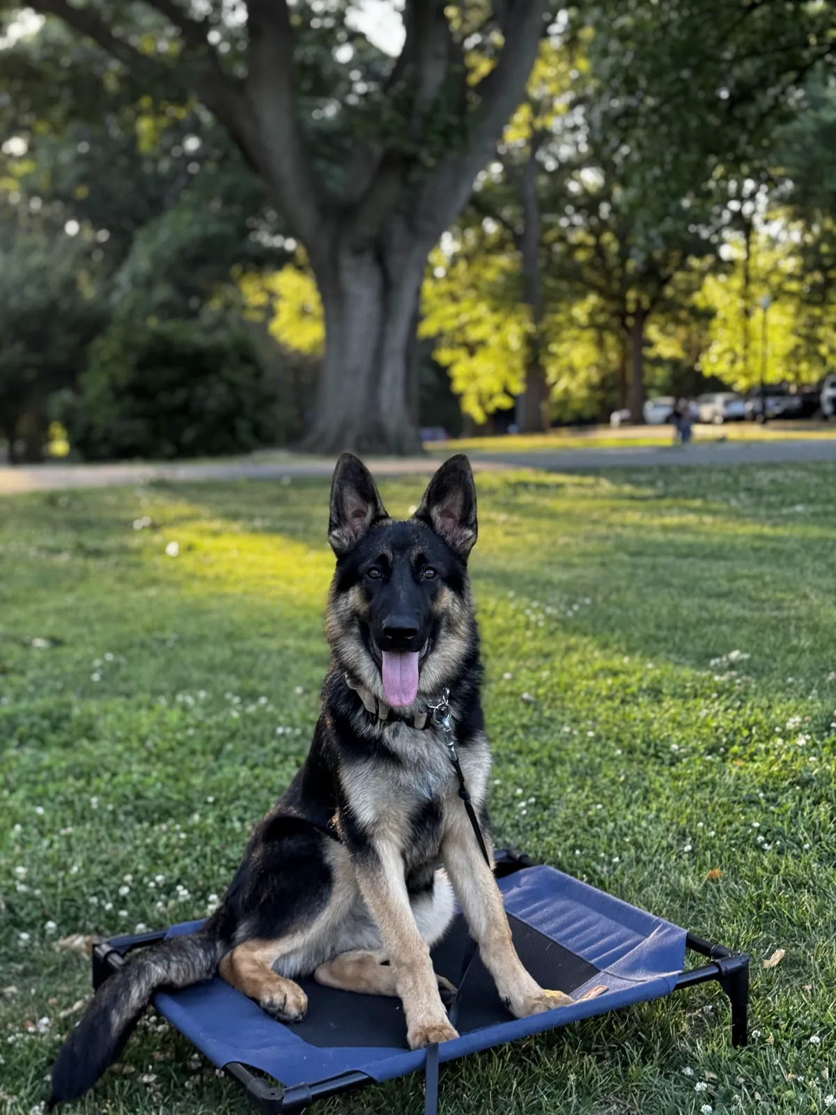 German Shepherd practicing on a raised training cot outdoors
