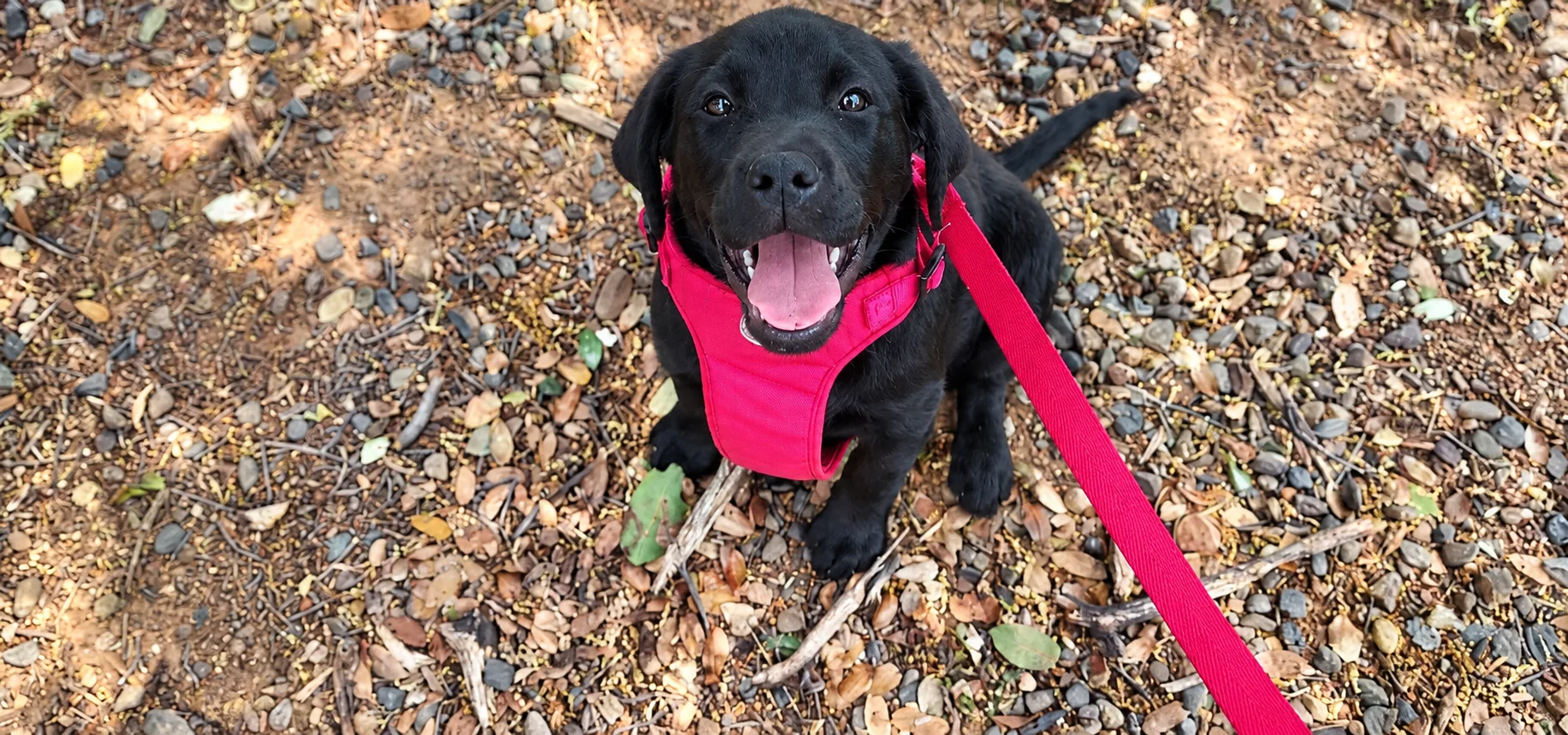 Happy black Labrador puppy sitting outdoors during training